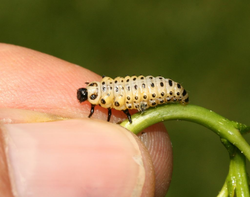 Larva di coccinella: Adalia bipunctata? No, di crisomelide, Chrysomela sp.